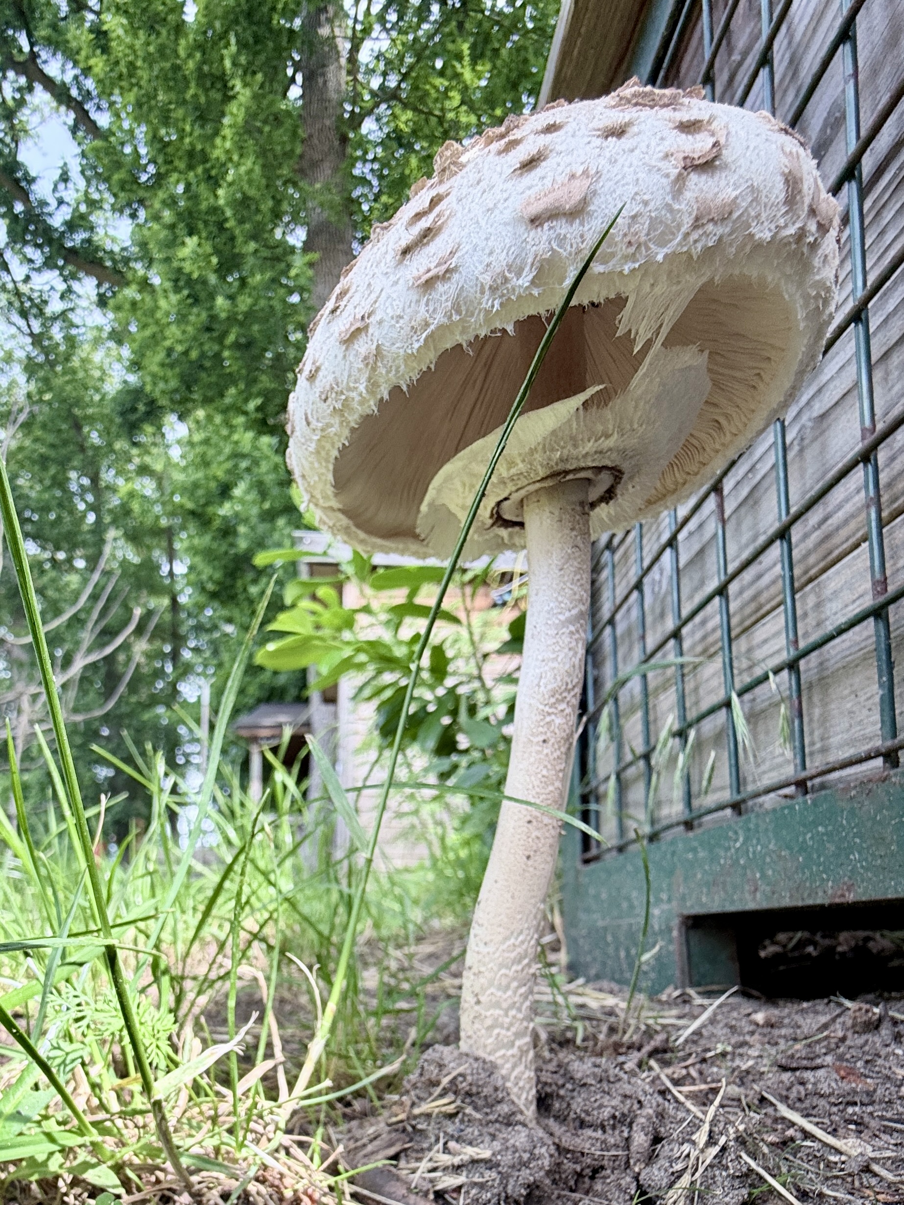 großer und echter Pilz im Kliemannsland